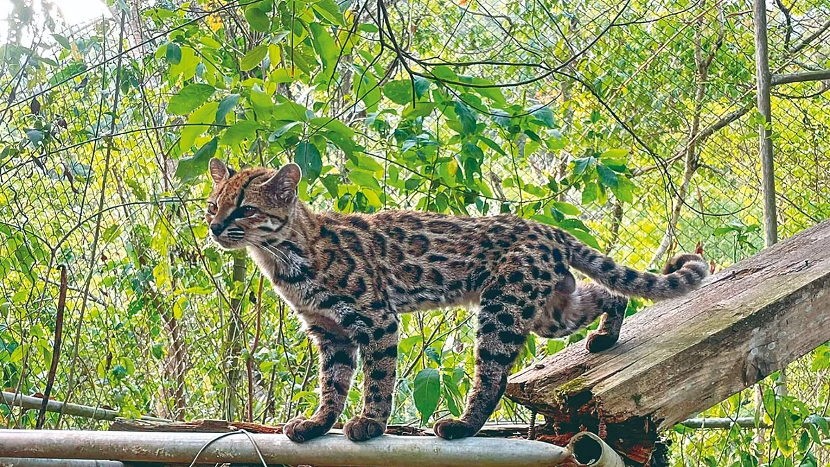 Todo Lo Que Debe Saber Del Leopardus Tilcayo Abya Yala Tv todo-lo-que-debe-saber-del-leopardus-tilcayo-abya-yala-tv